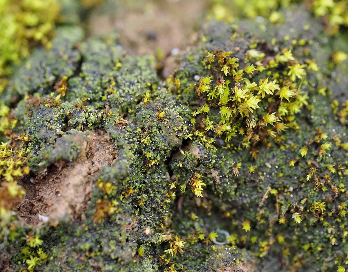 Verrucaria bryoctona (door Jeroen van der Loop)