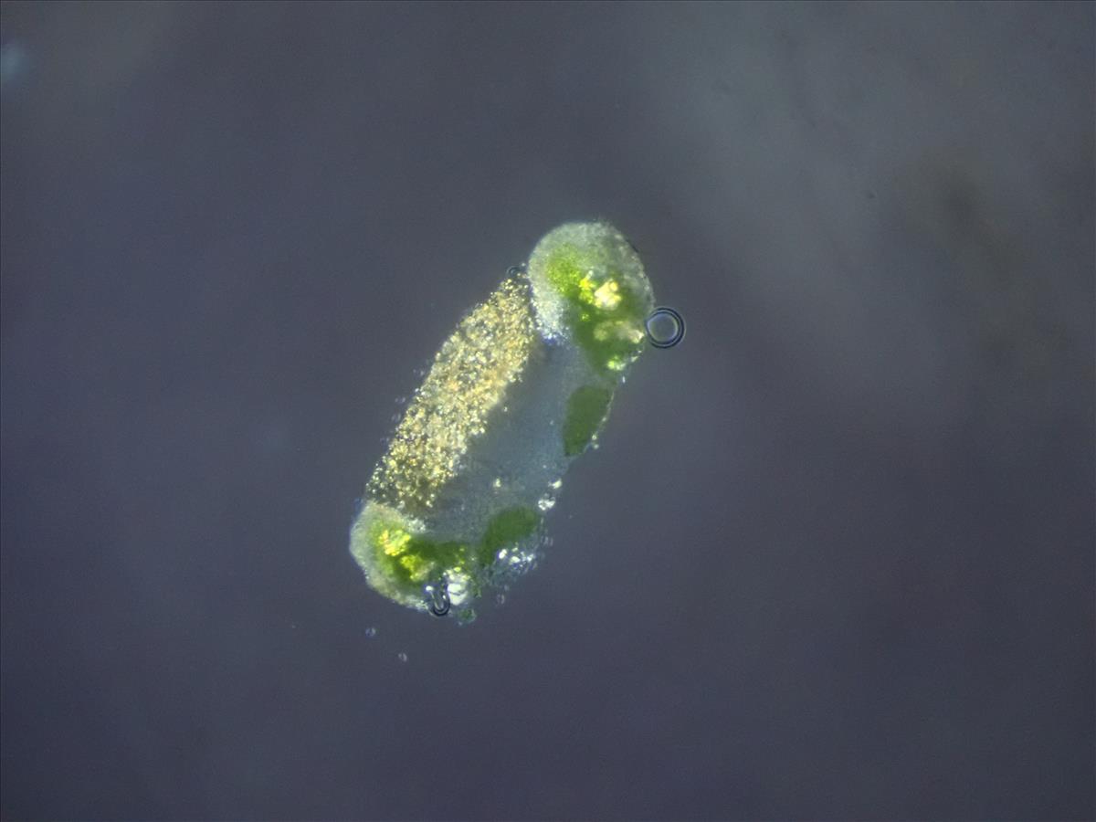 Lecanora hybocarpa (door Lukas Verboom)