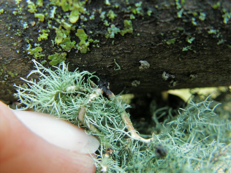 Usnea subfloridana (door DirkJan Dekker)