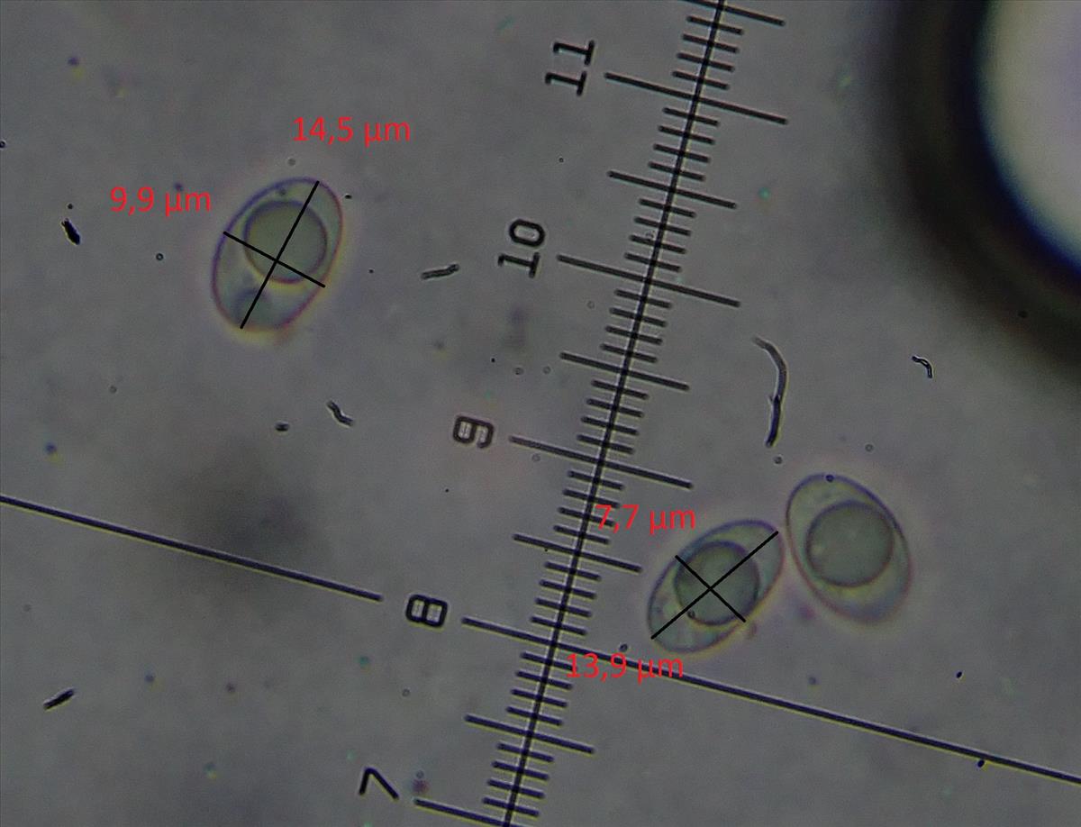 Verrucaria acrotella (door Lukas Verboom)