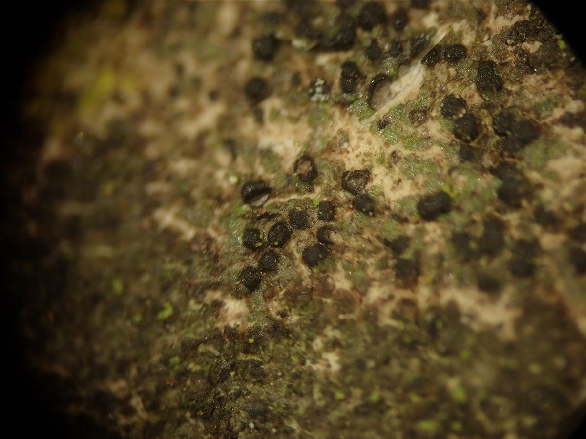 Verrucaria acrotella (door Lukas Verboom)