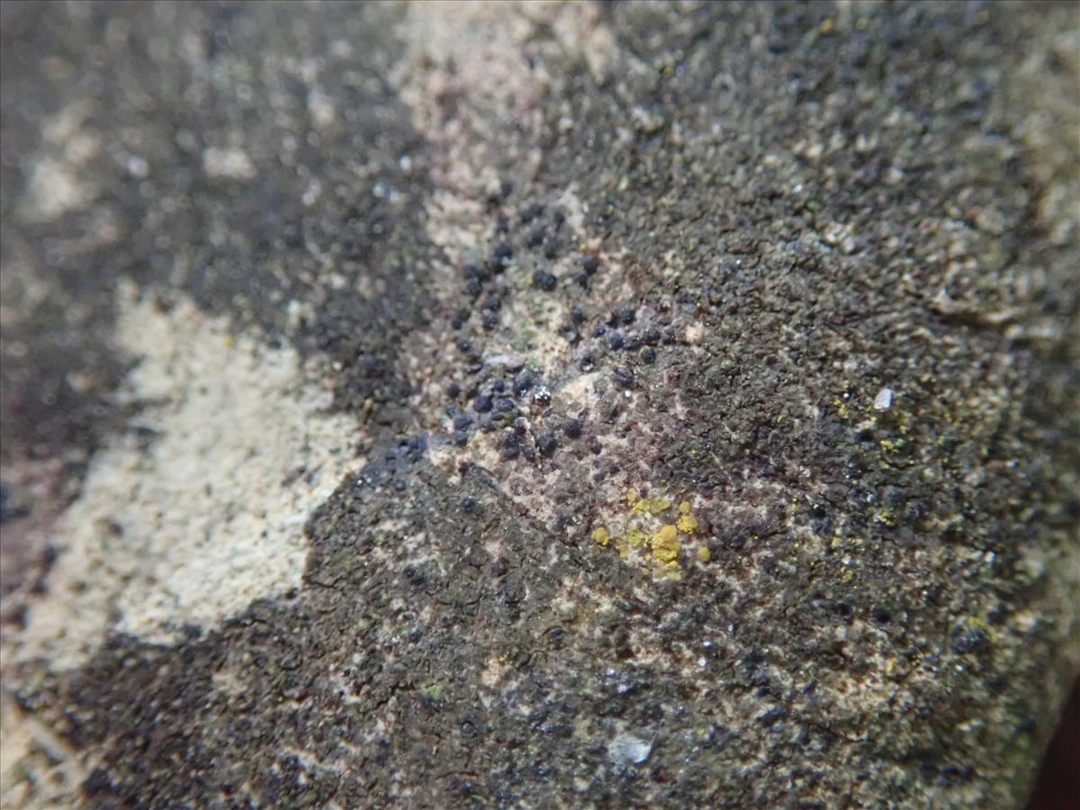 Verrucaria acrotella (door Lukas Verboom)