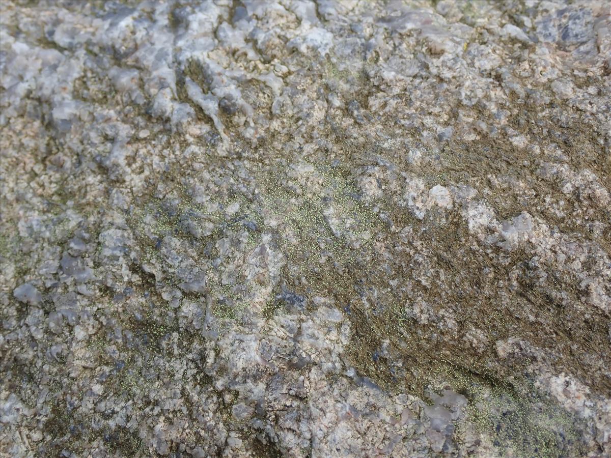 Thelocarpon laureri (door Lukas Verboom)