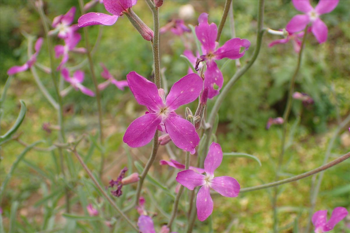 Matthiola longipetala subsp. bicornis (door Sipke Gonggrijp)