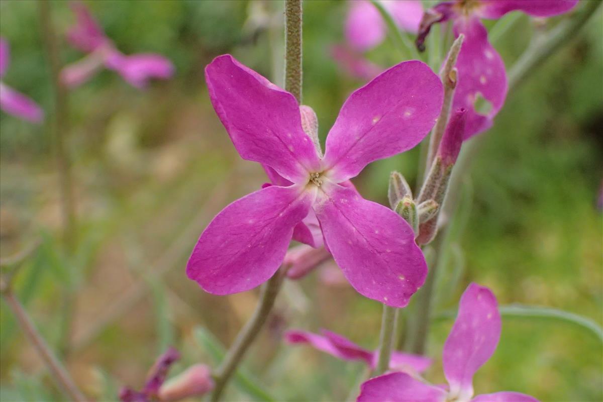 Matthiola longipetala subsp. bicornis (door Sipke Gonggrijp)