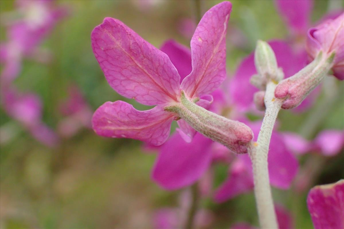 Matthiola longipetala subsp. bicornis (door Sipke Gonggrijp)