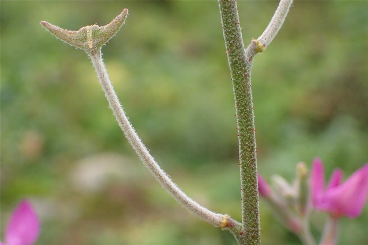 Matthiola longipetala subsp. bicornis (door Sipke Gonggrijp)