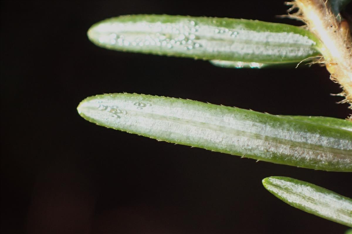 Tsuga heterophylla (door Stef van Walsum)