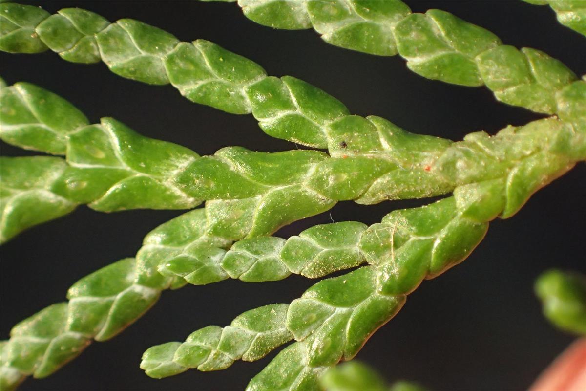 Chamaecyparis lawsoniana (door Stef van Walsum)
