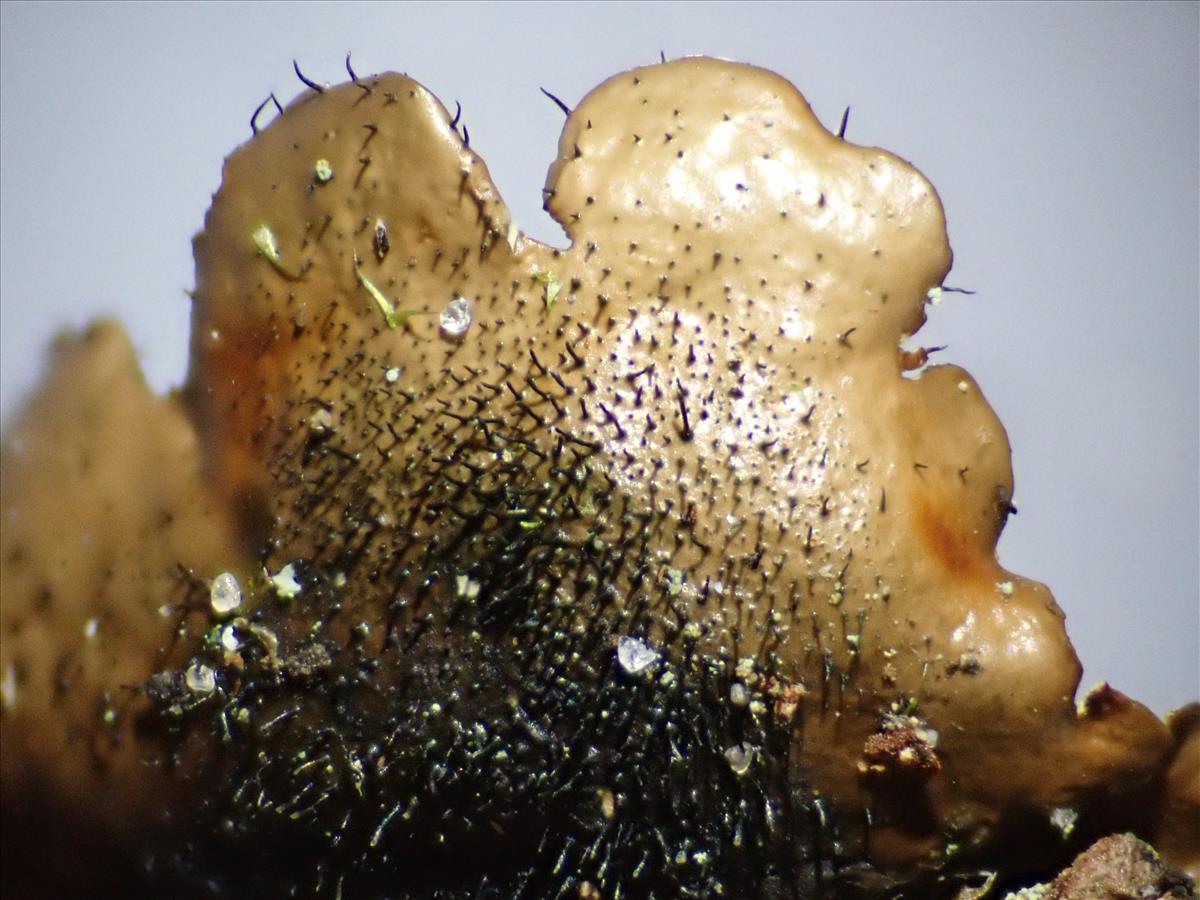 Parmotrema reticulatum (door Lukas Verboom)