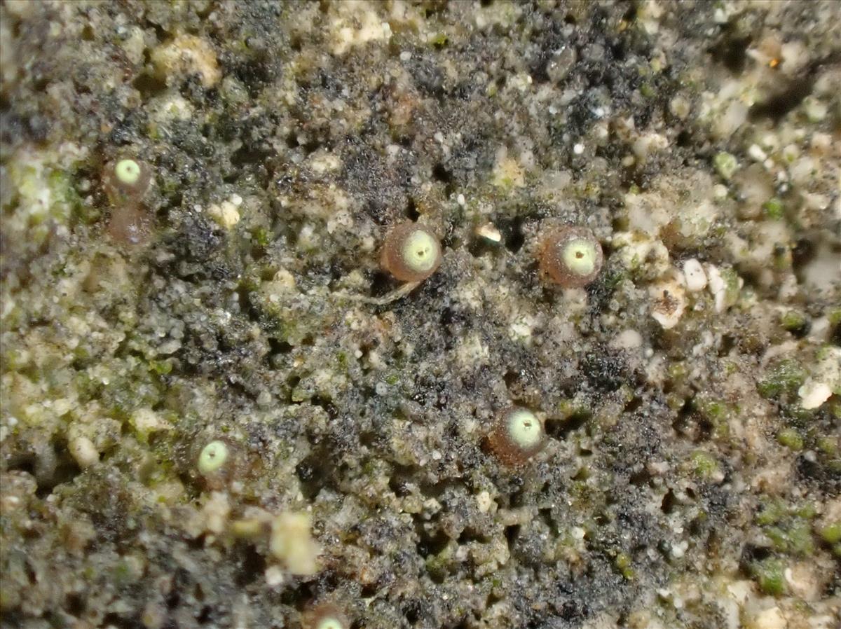 Thelocarpon periphysatum (door Matthijs Molenaar)