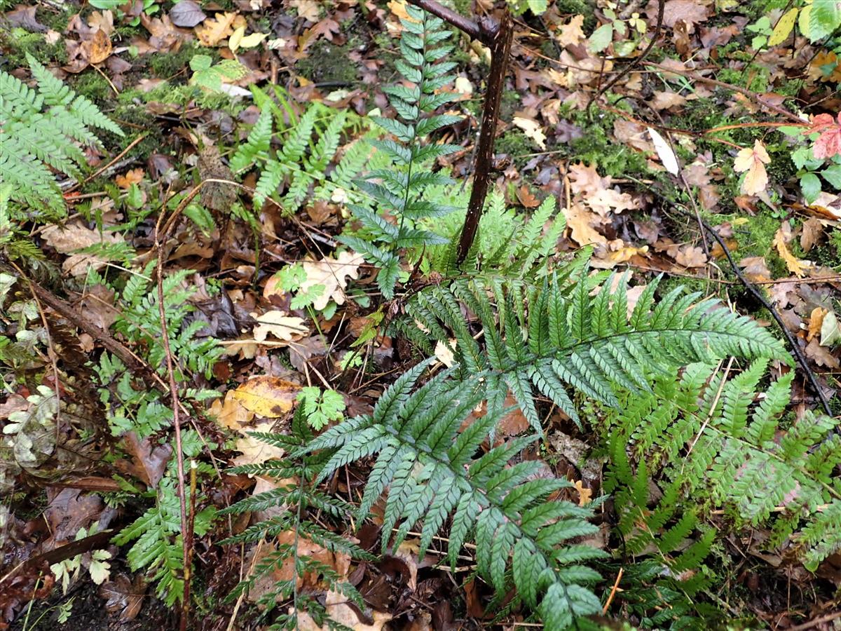 Polystichum luctuosum (door Sipke Gonggrijp)