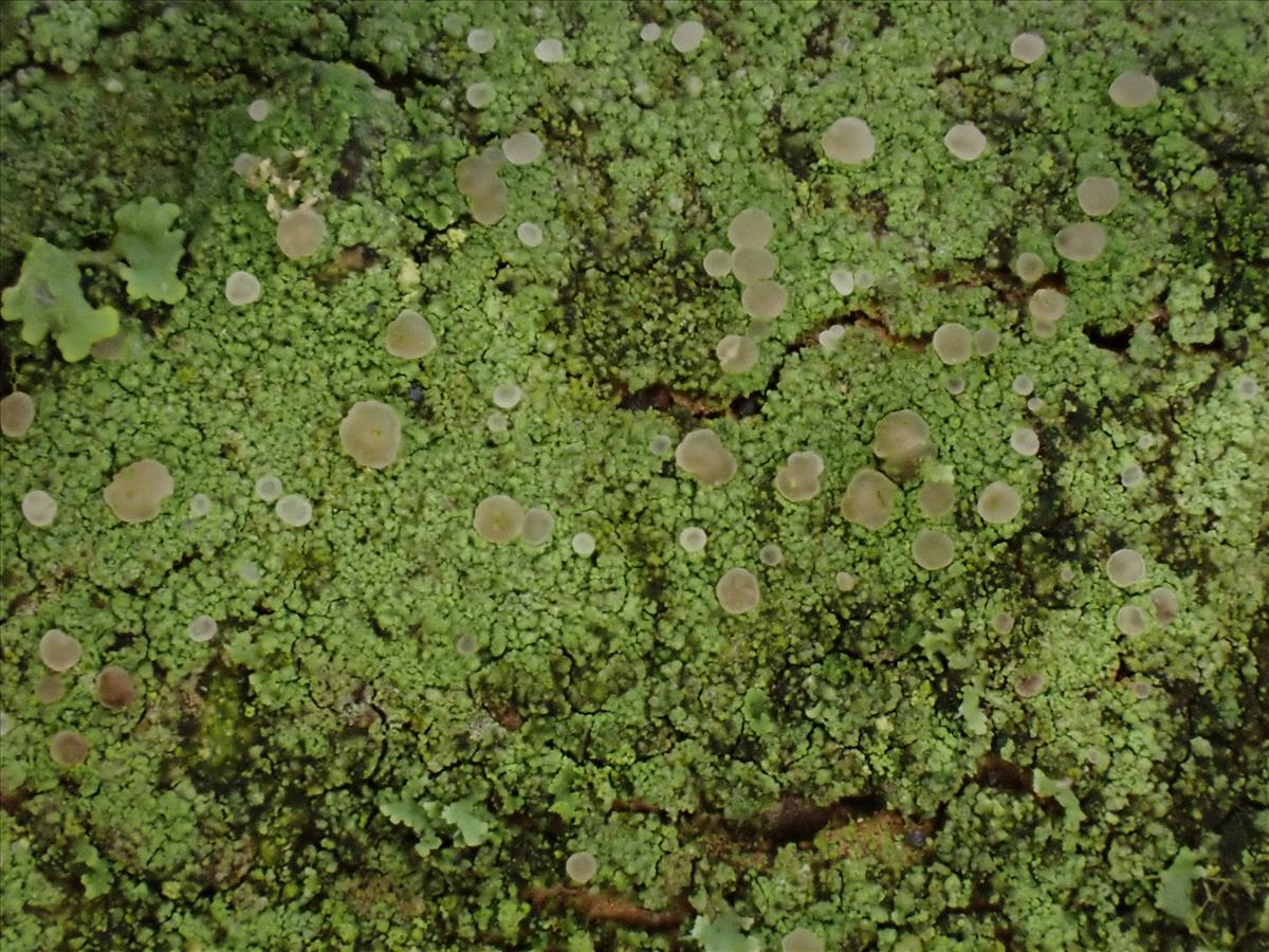 Fellhanera bouteillei (door Lukas Verboom)