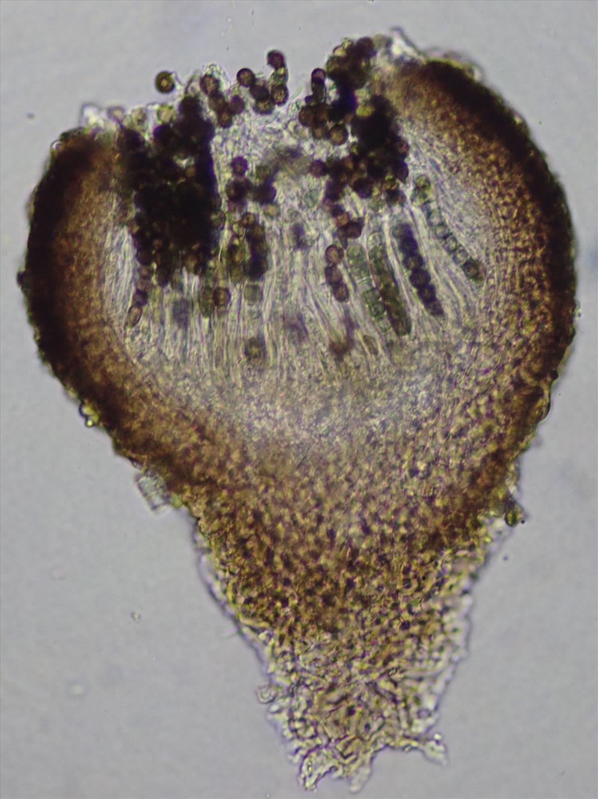 Sphinctrina anglica (door Lukas Verboom)