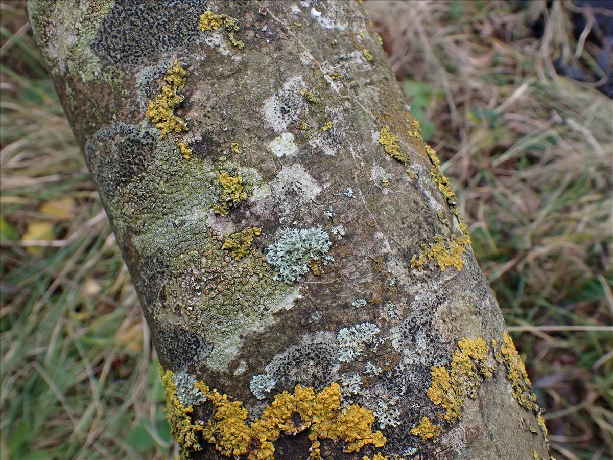 Zwackhia sorediifera (door Lukas Verboom)