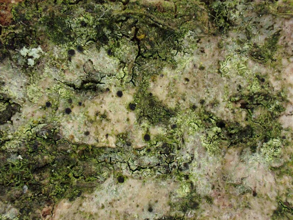 Melaspilea ochrothalamia (door Lukas Verboom)