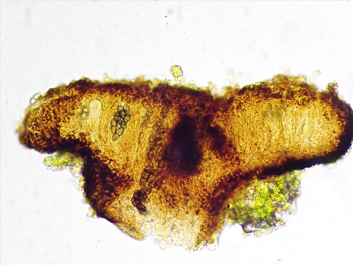 Melaspilea ochrothalamia (door Lukas Verboom)
