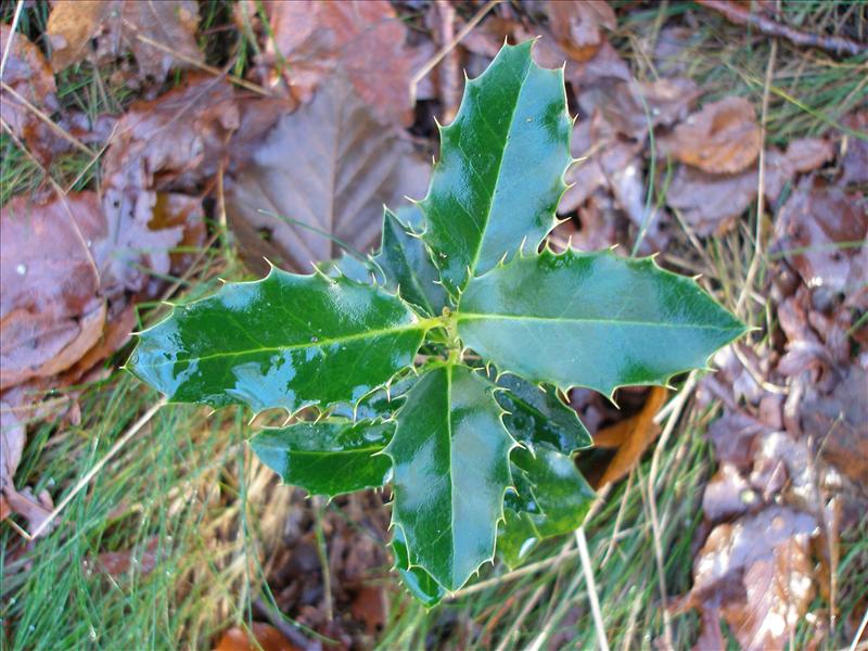 Ilex aquifolium (door Piet Bremer )