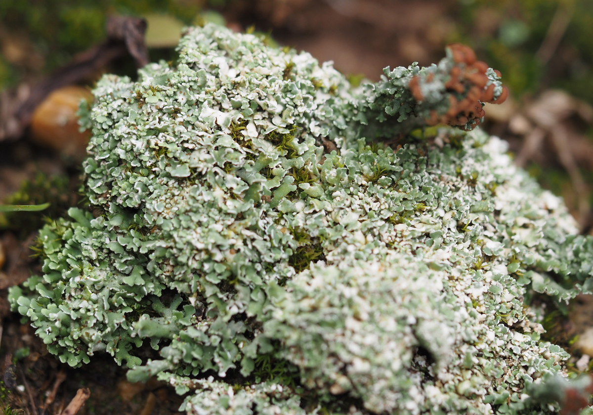 Cladonia cariosa (door Jeroen van der Loop)