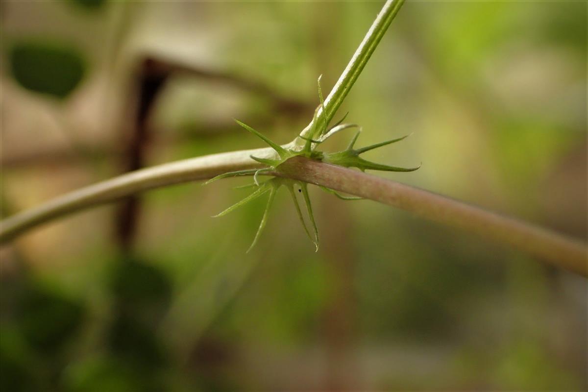 Medicago orbicularis (door Sipke Gonggrijp)