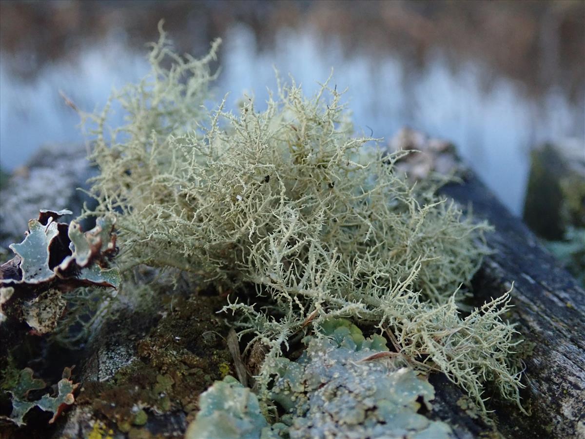 Usnea wasmuthii (door Lukas Verboom)