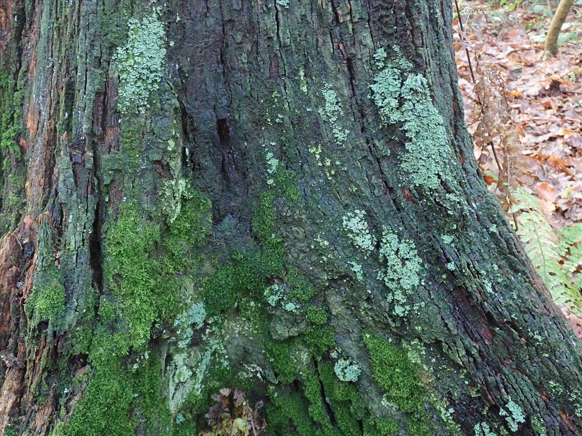 Cladonia polydactyla (door Lukas Verboom)