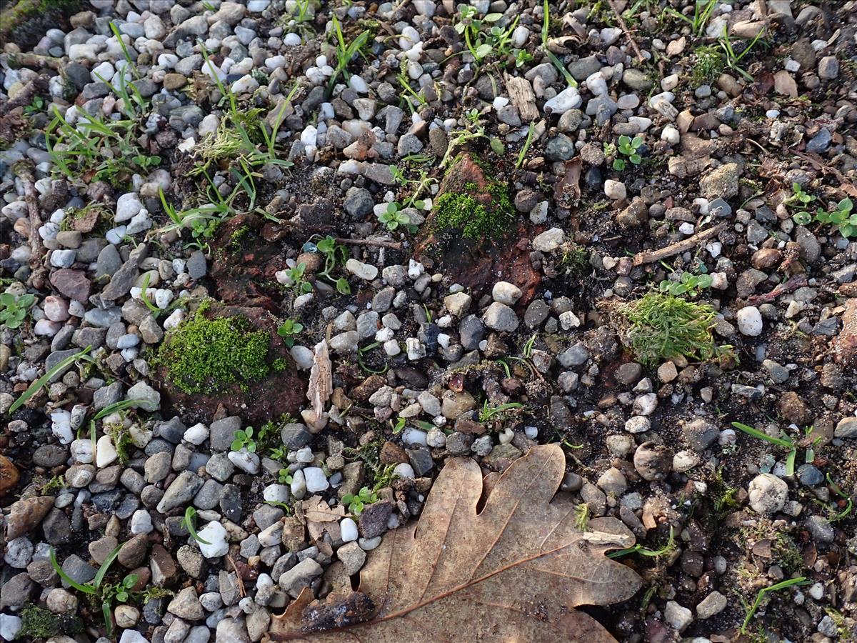 Thelocarpon pallidum (door Lukas Verboom)