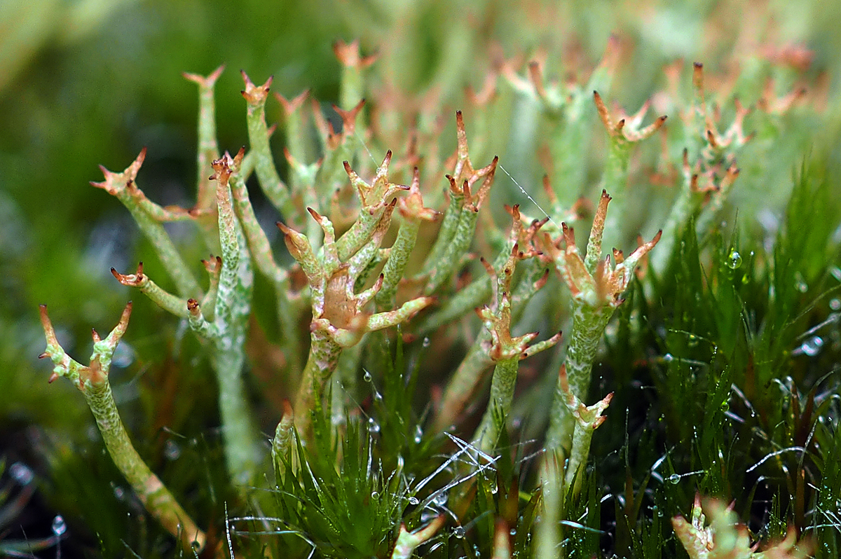 Cladonia crispata (door Jeroen van der Loop)