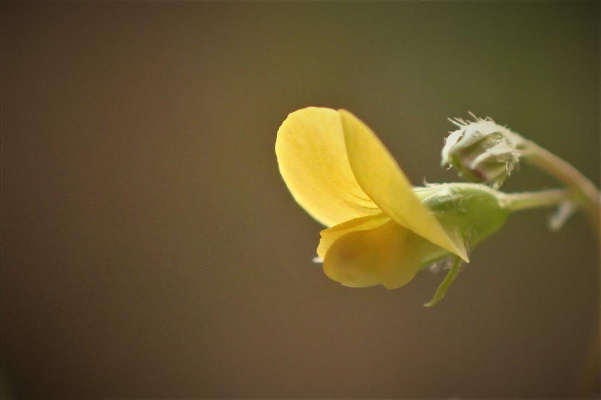 Medicago orbicularis (door Sipke Gonggrijp)