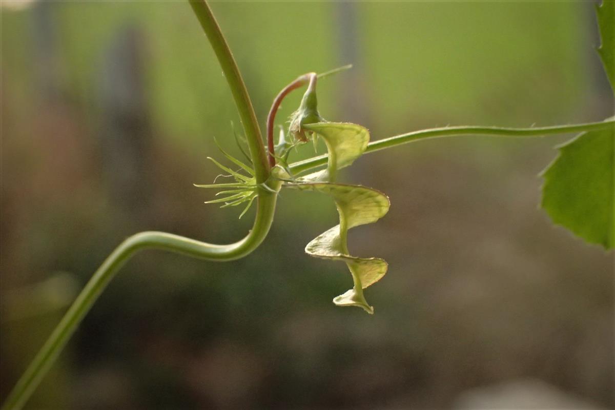 Medicago orbicularis (door Sipke Gonggrijp)