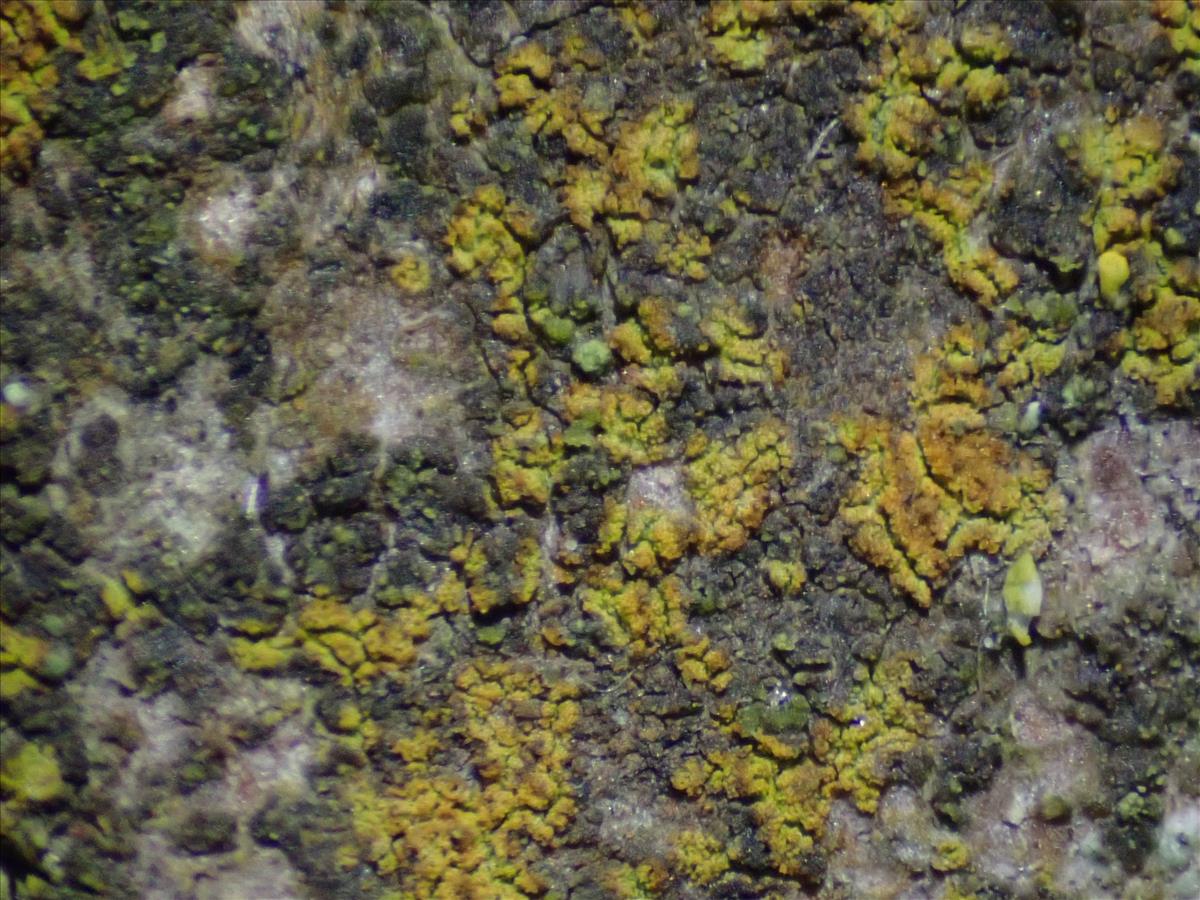 Zwackhia sorediifera (door Lukas Verboom)