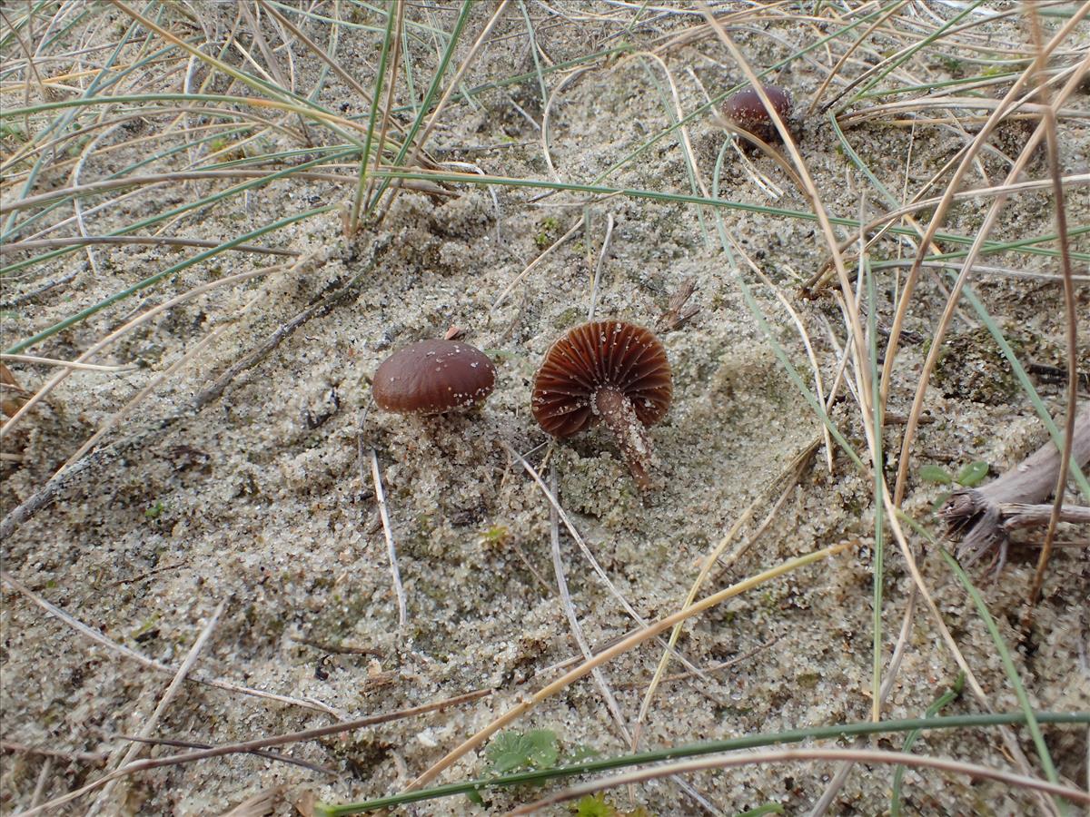 Deconica pratensis (door Leo Jalink)