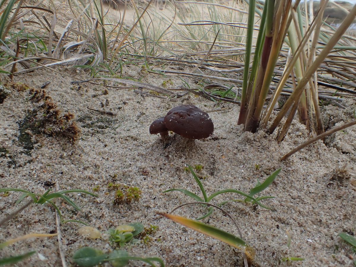 Deconica pratensis (door Leo Jalink)