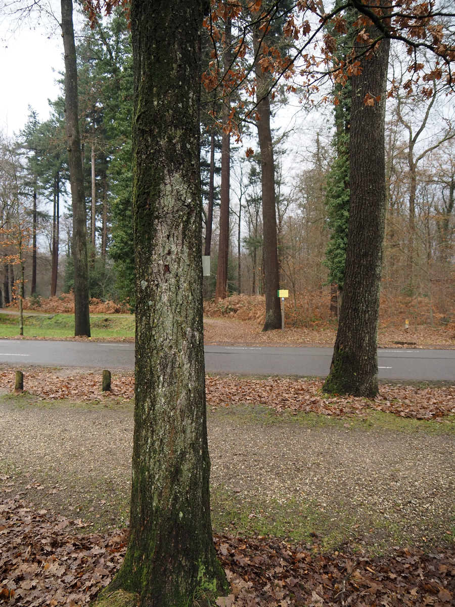 Protoparmelia hypotremella (door Jeroen van der Loop)