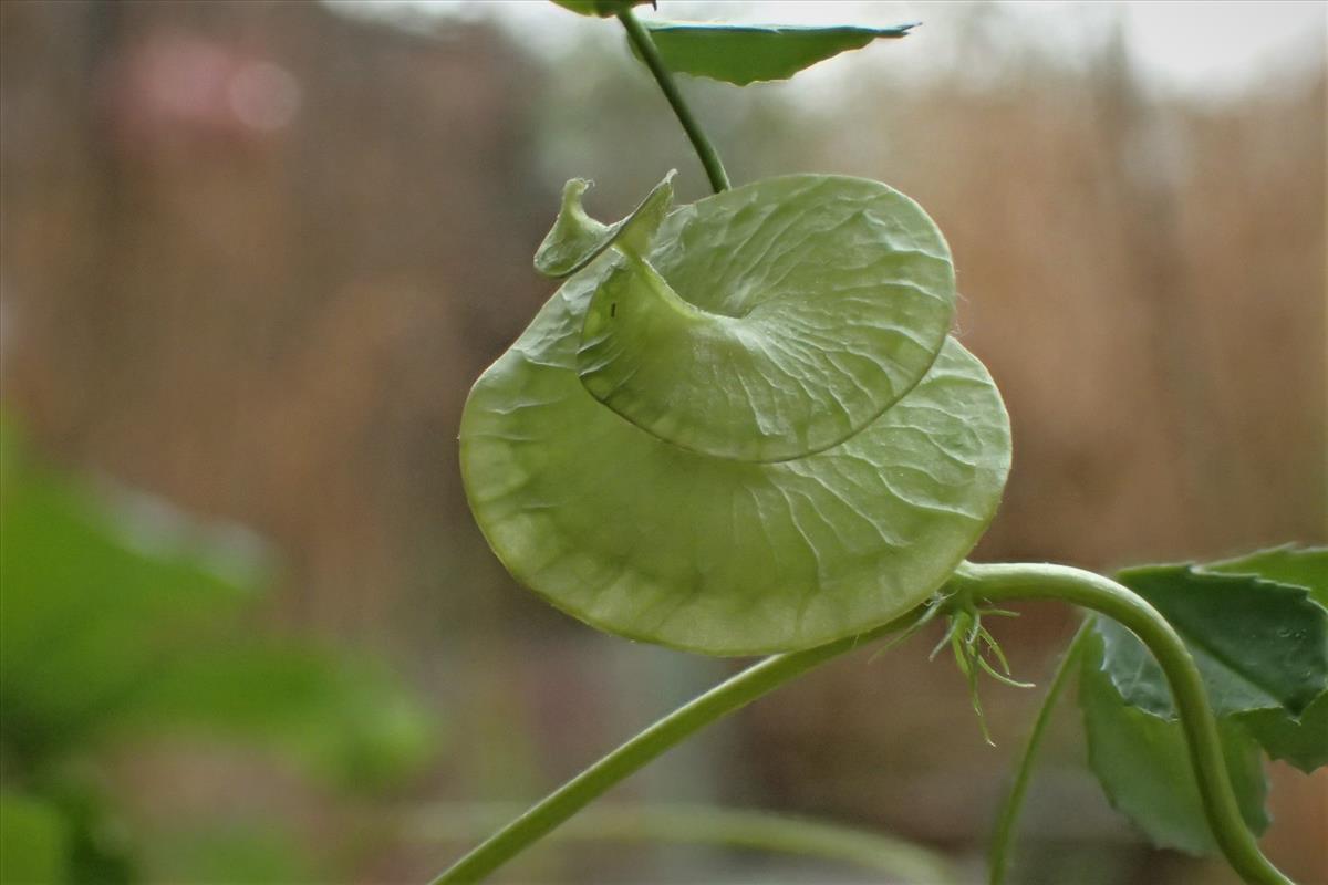 Medicago orbicularis (door Sipke Gonggrijp)