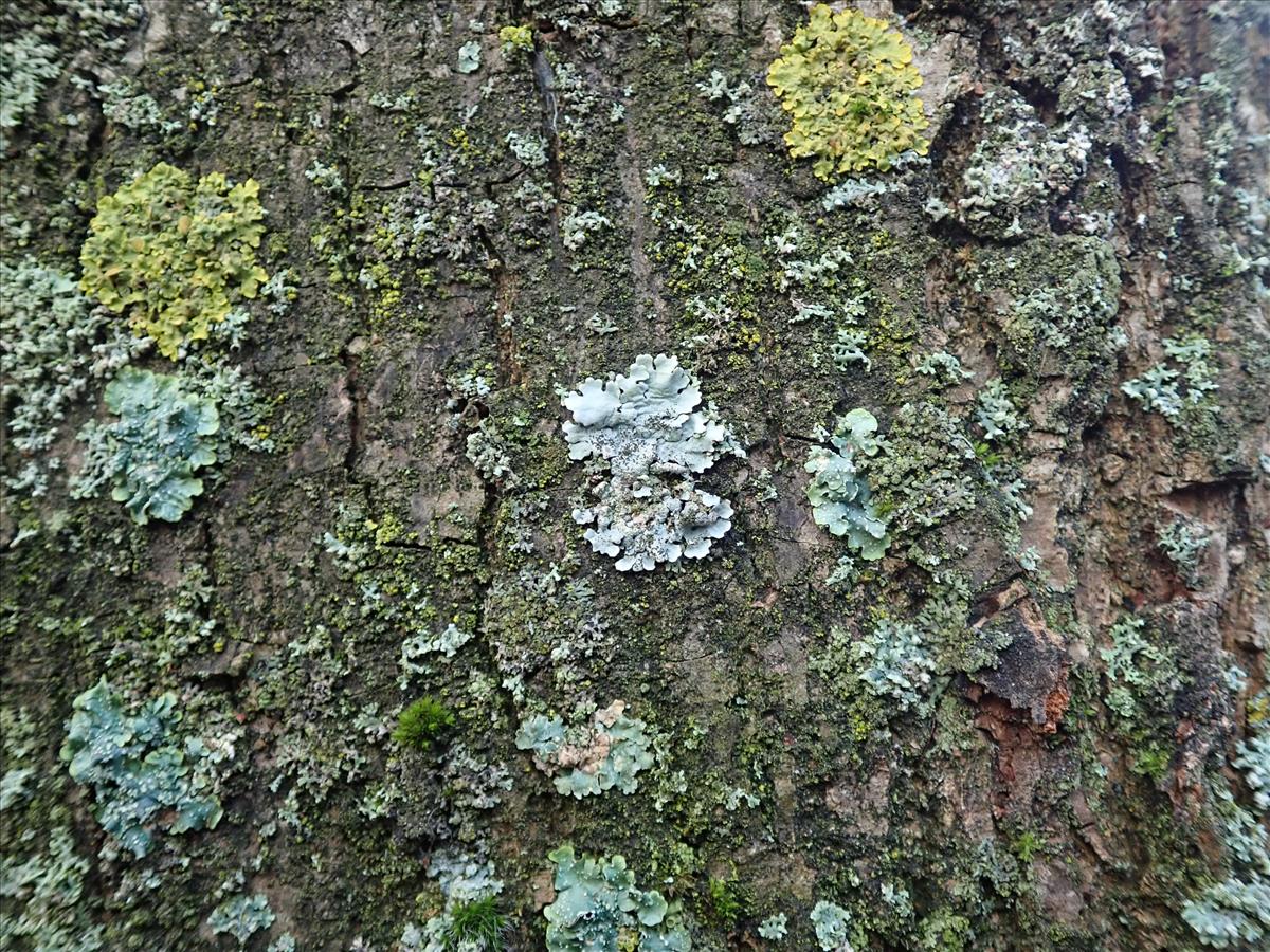 Parmelina pastillifera (door Lukas Verboom)