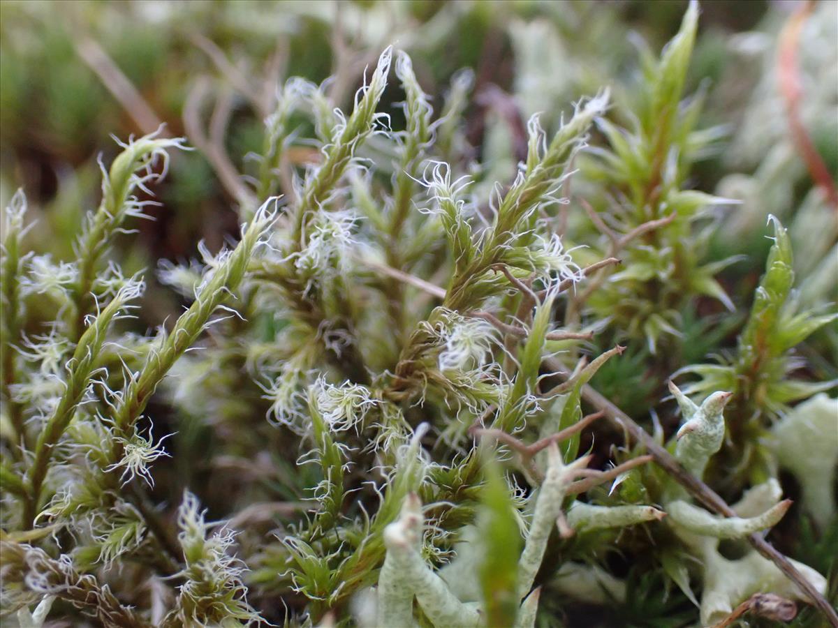 Racomitrium lanuginosum (door Lukas Verboom)