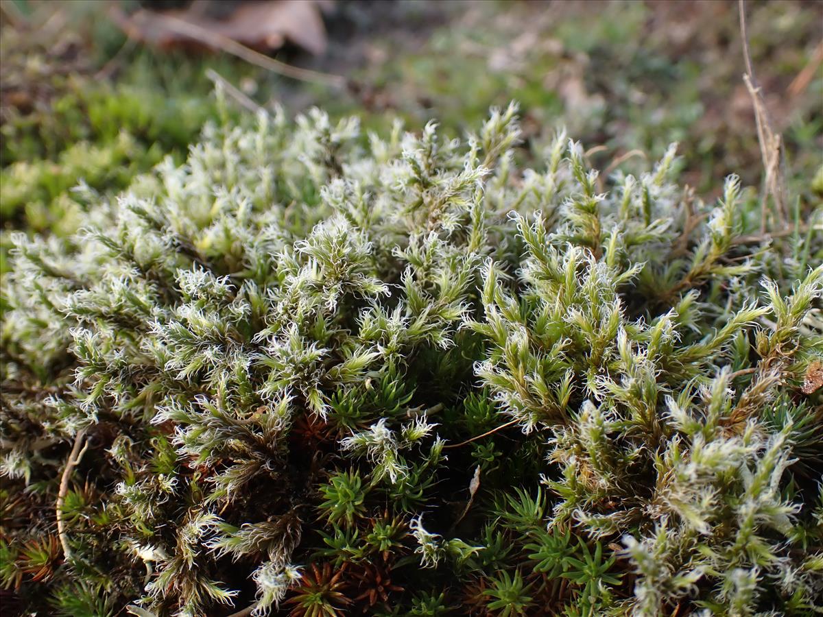Racomitrium lanuginosum (door Lukas Verboom)