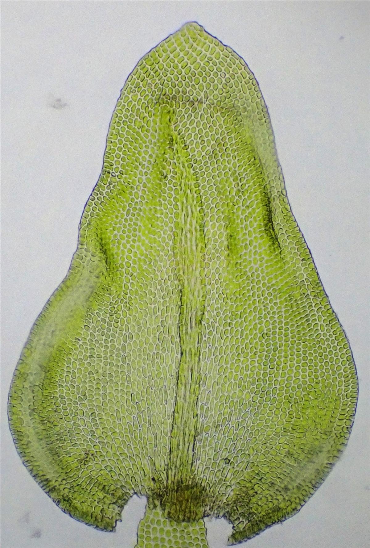 Leptodon smithii (door Lukas Verboom)