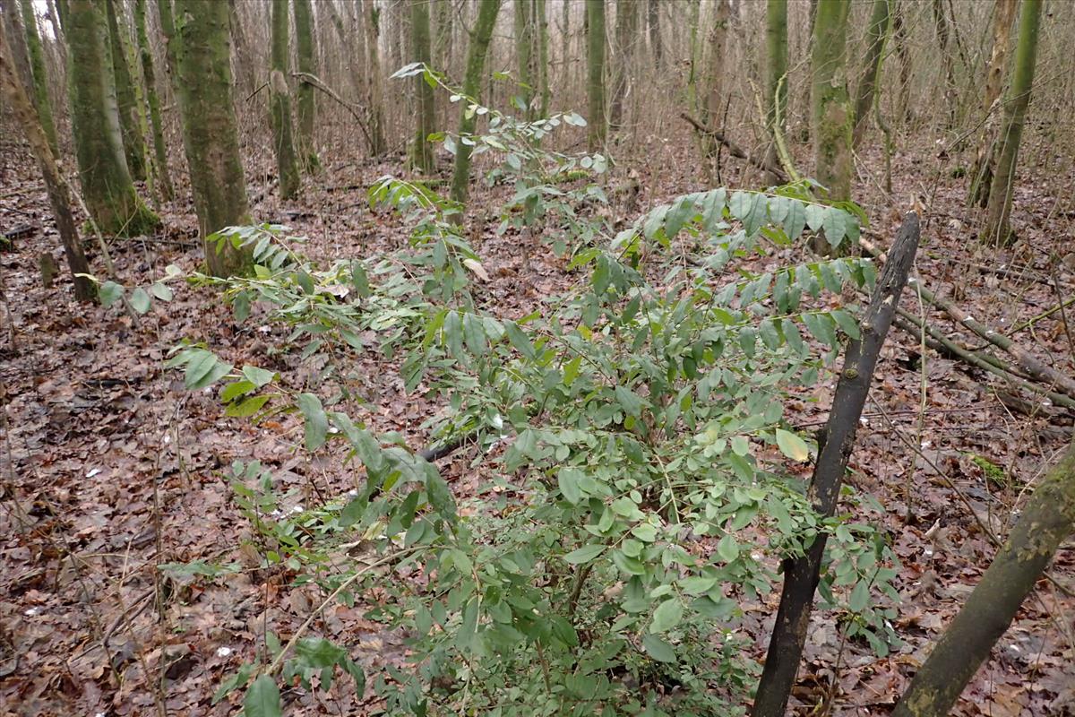 Ligustrum sinense (door Sipke Gonggrijp)