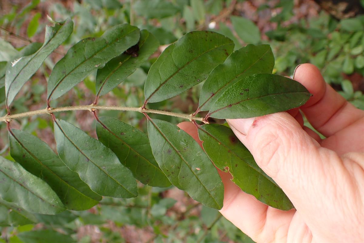 Ligustrum sinense (door Sipke Gonggrijp)