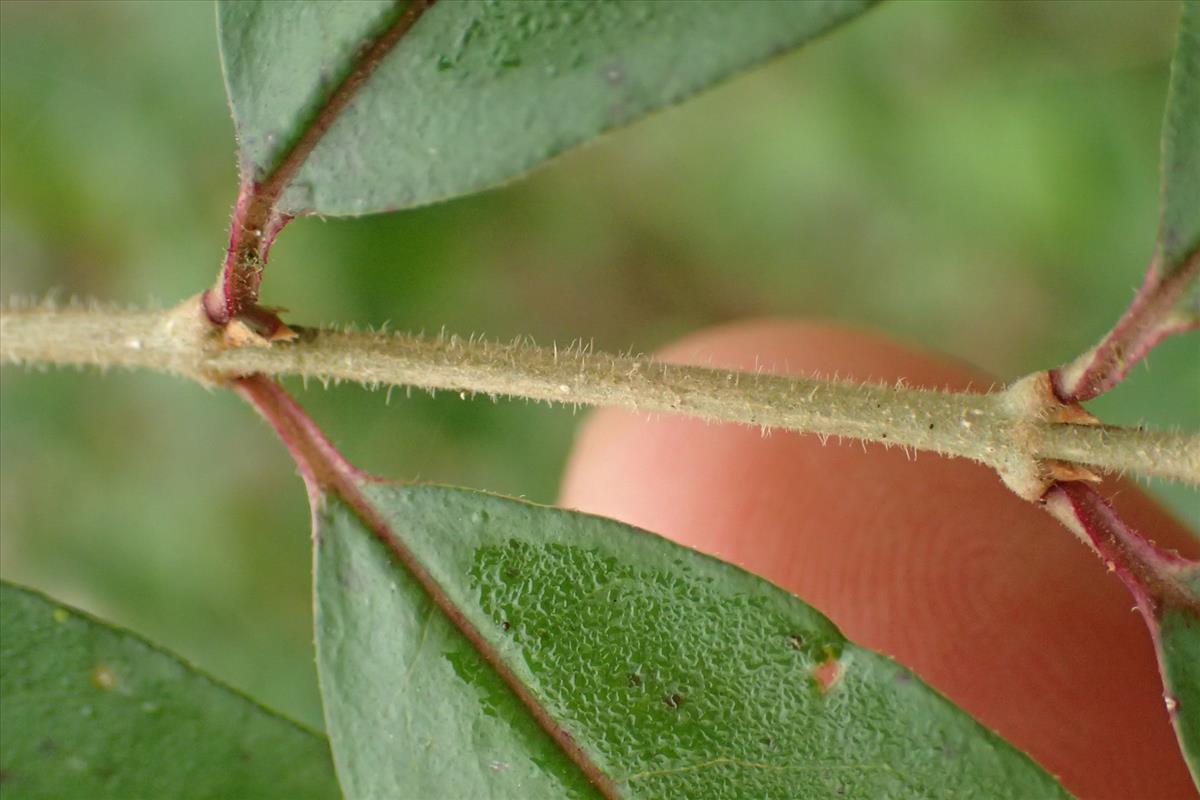 Ligustrum sinense (door Sipke Gonggrijp)