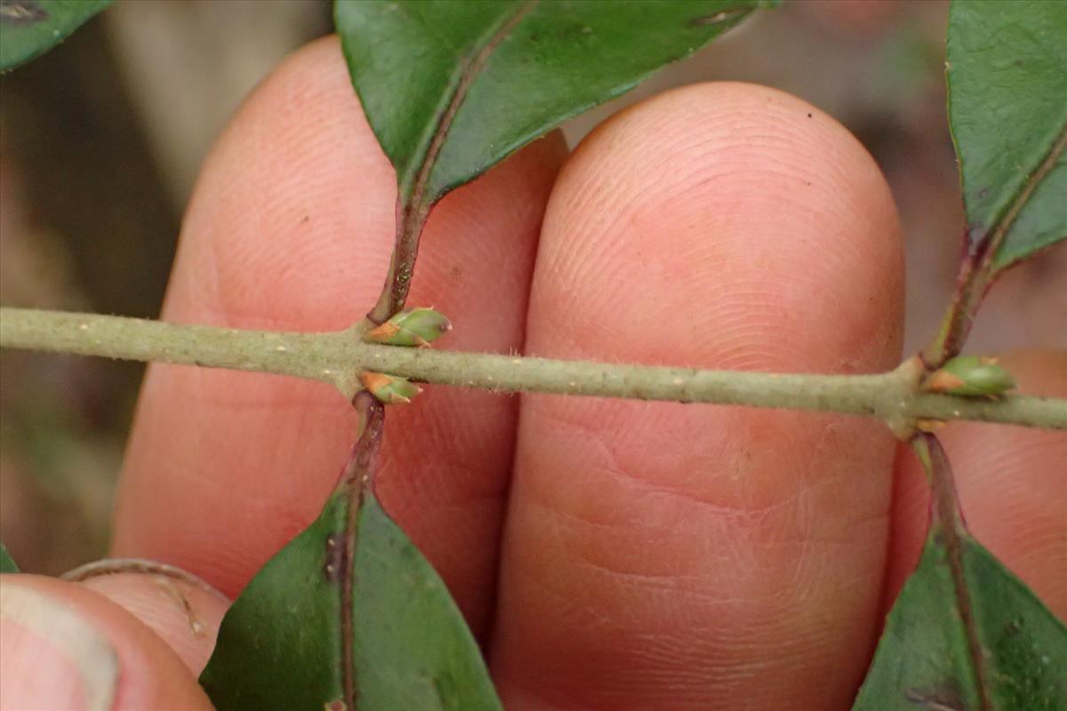 Ligustrum sinense (door Sipke Gonggrijp)