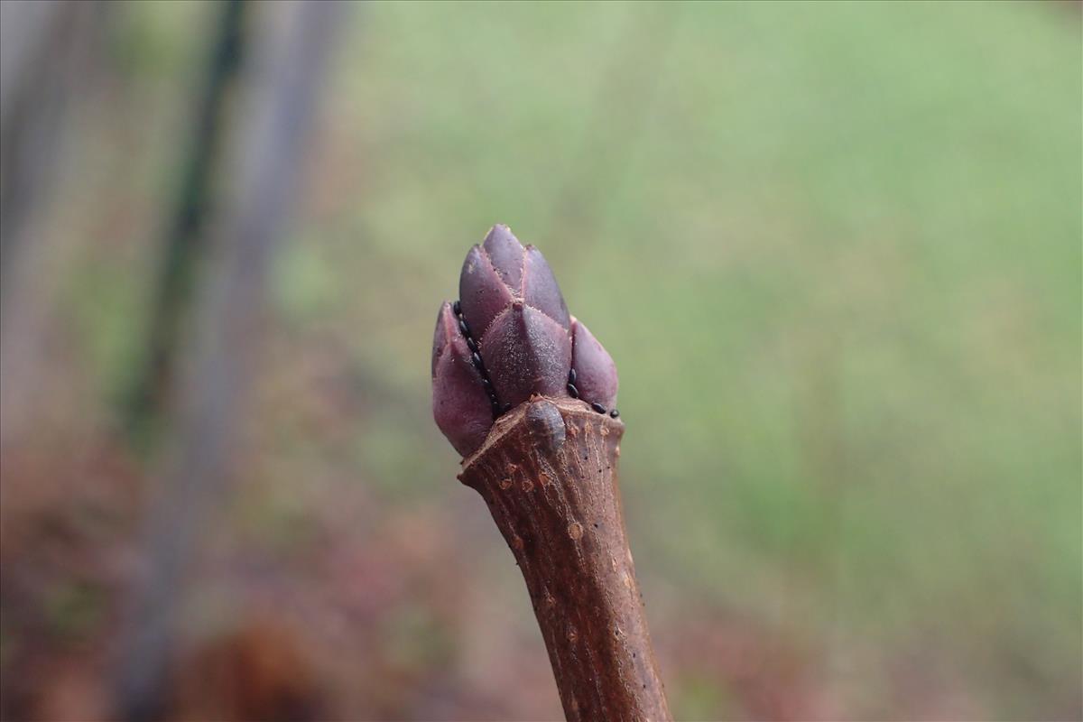 Acer platanoides (door Stef van Walsum)