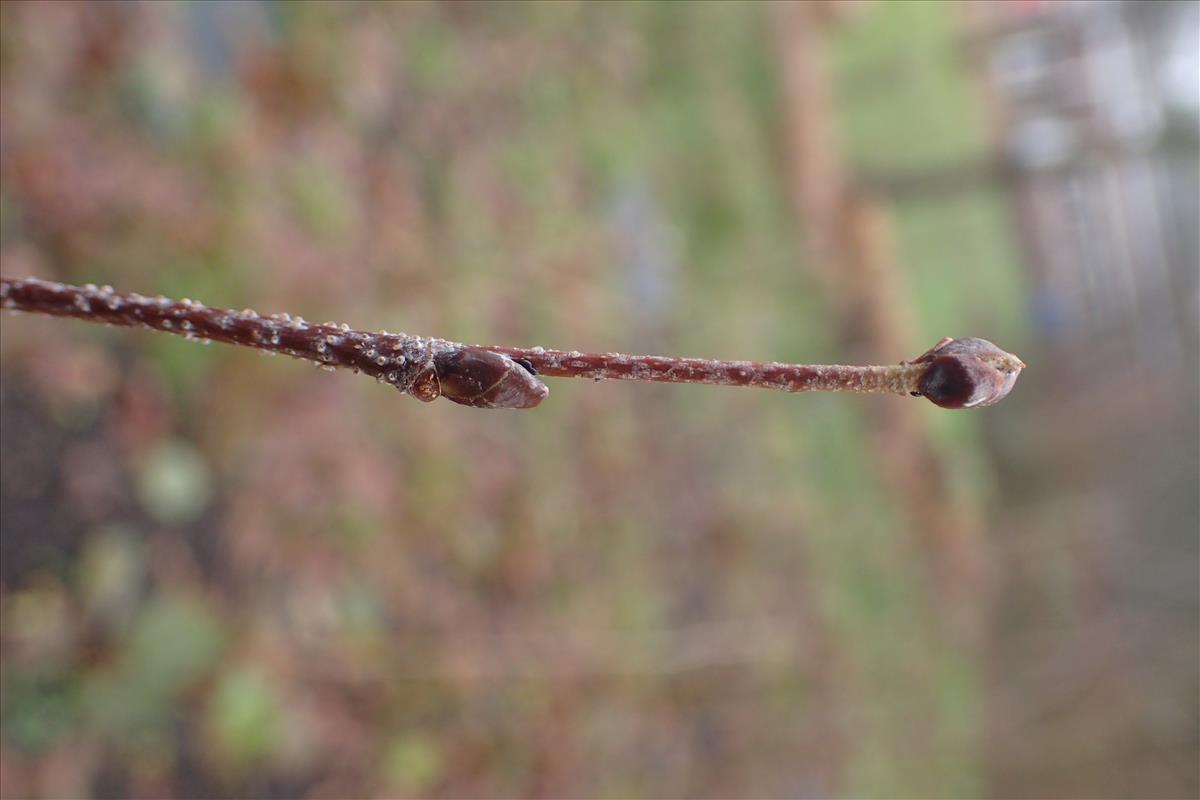 Betula pendula (door Stef van Walsum)