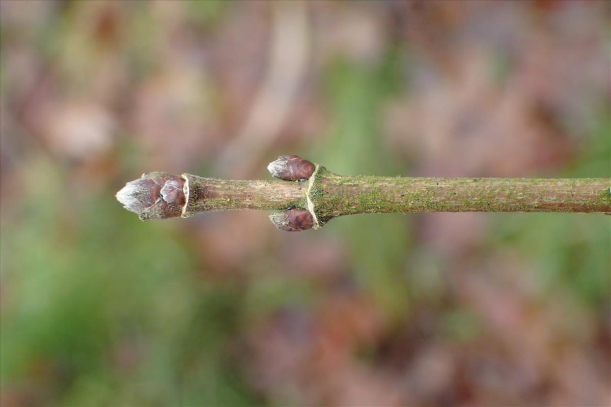 Acer campestre (door Stef van Walsum)