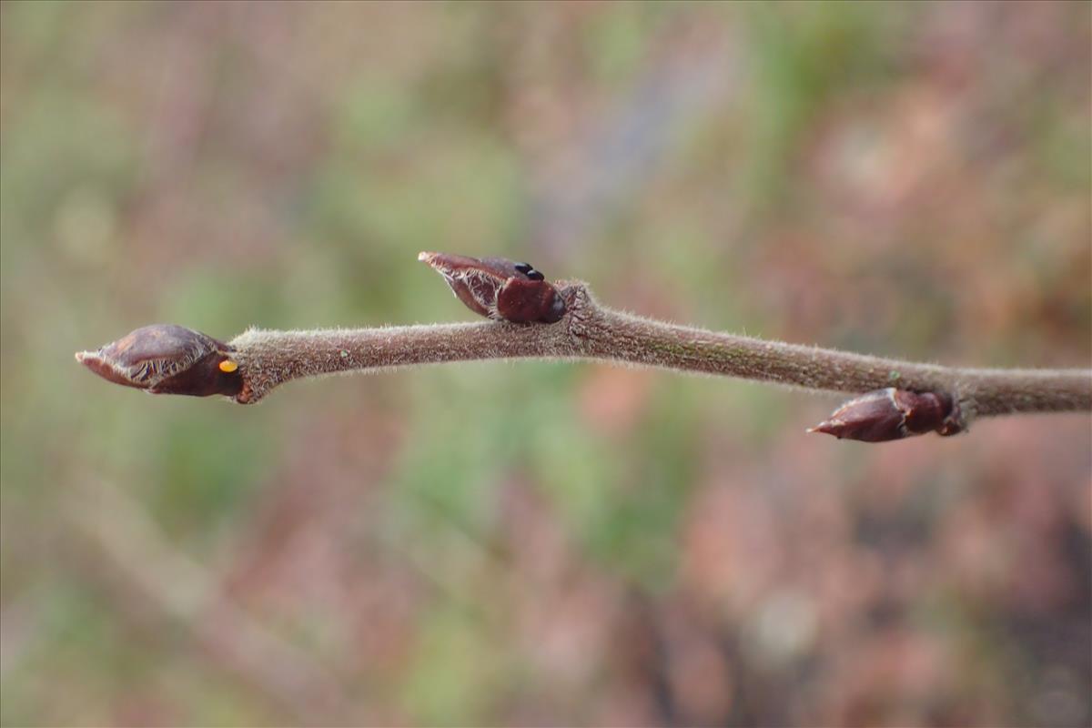 Betula pubescens (door Stef van Walsum)