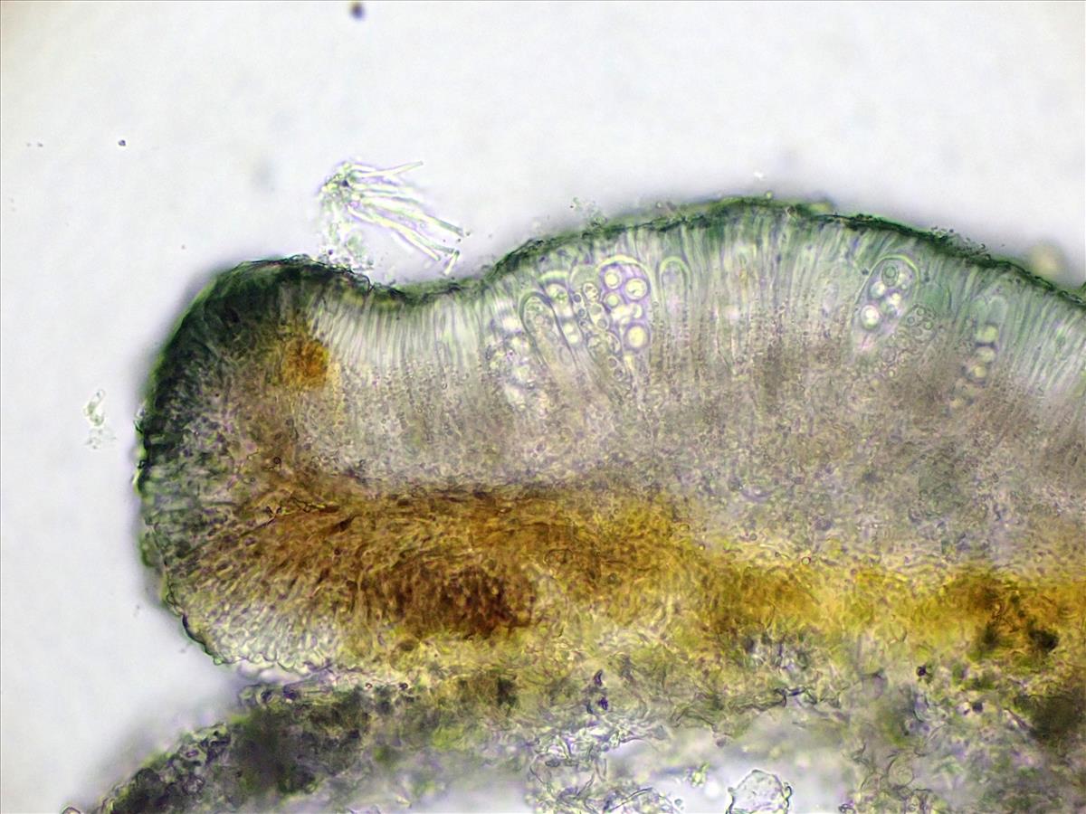 Lecidella elaeochroma (door Lukas Verboom)