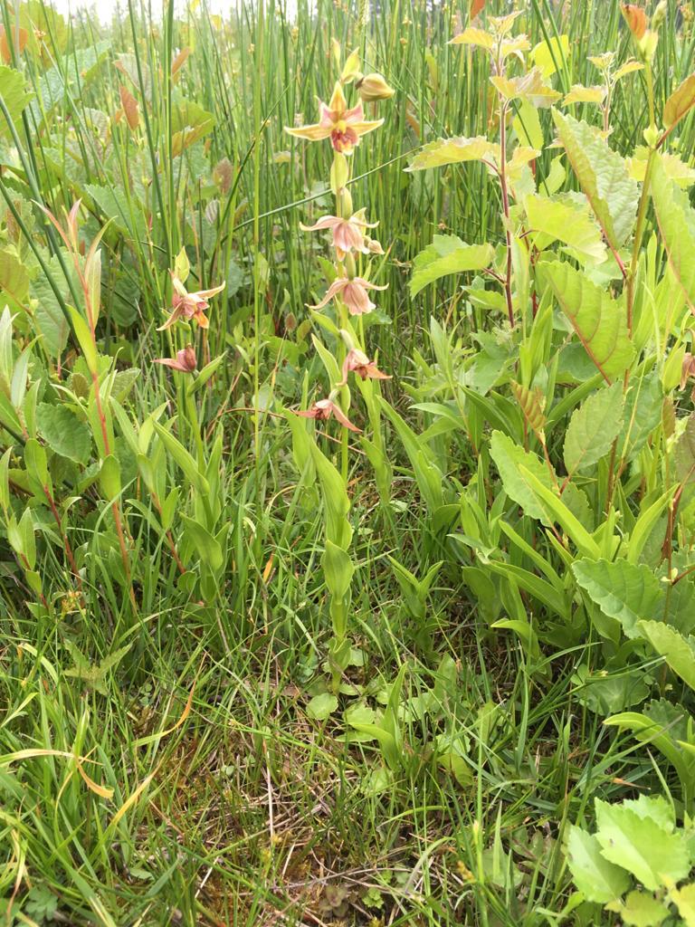 Epipactis gigantea (door Michiel Schaap / Natuurmonumenten)