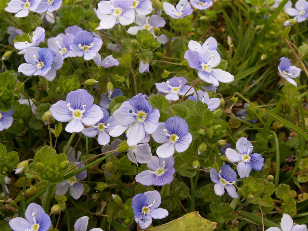 Veronica filiformis (door Han Beeuwkes)